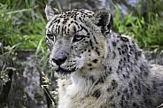 Snowleopard