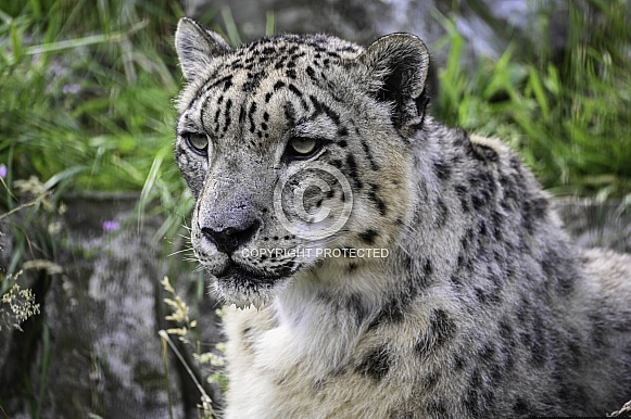 Snowleopard