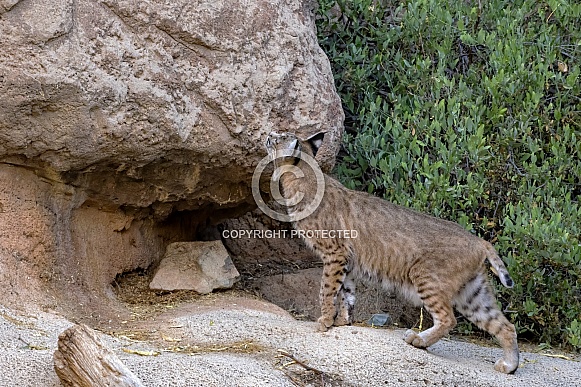 Bobcat