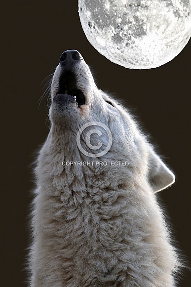 Howling Hudson Bay Wolf (Canis lupus hudsonicus)