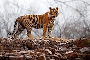 Beautiful tiger in the nature habitat. Tiger pose in amazing light. Wildlife scene with wild animal. Indian wildlife. Indian tiger. Panthera tigris tigris.