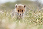 Red fox cubs