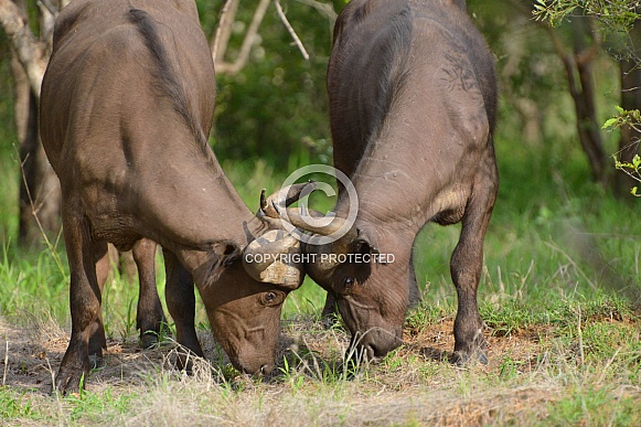Cape Buffalo