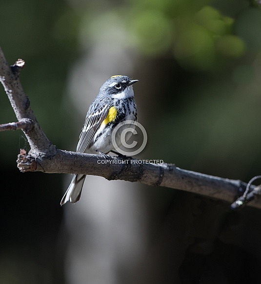 Male Yellow-rumped Warbler in Alaska Male Yellow-rumped Warbler in Alaska