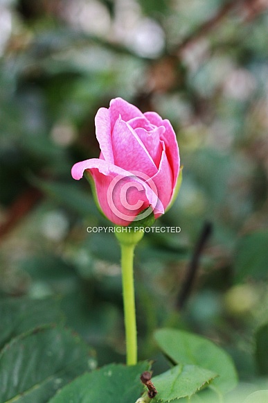 Pink Rose Bud