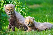 Two cheetah cubs