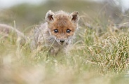 Red fox cubs in there natural habitat