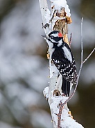Male Downy Woodpecker perched on a tree