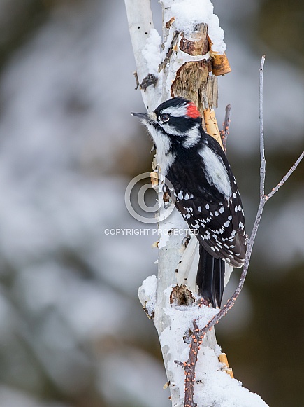 Male Downy Woodpecker perched on a tree Male Downy Woodpecker perched on a tree