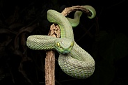 Large-eyed Pit Viper