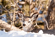 Wild young deer in the winter in Yellowstone National Park
