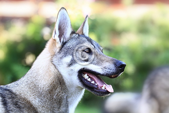 Tamaskan dog Tamaskan dog