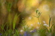 Spring Flowers