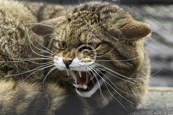 Scottish Wild Cat Snarling Teeth Out