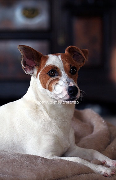 Jack Russell Jack Russell