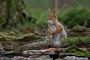 Red Squirrel in a forest