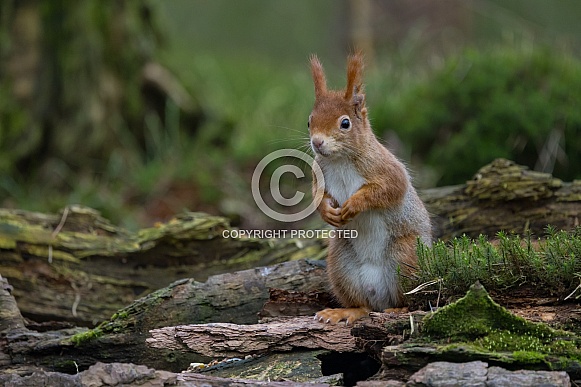 Red Squirrel in a forest Red Squirrel in a forest