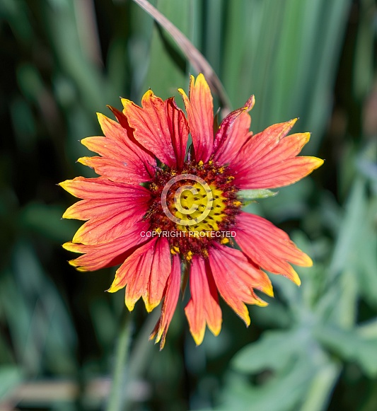 Indian Blanket, Firewheel, Girasol Rojo (Gaillardia pulchella), Florida native flower