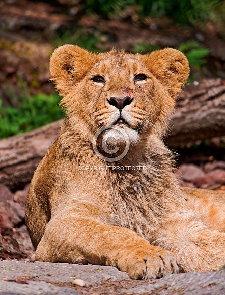 Young Lion Young Lion