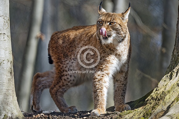 Lynx among trees Lynx among trees