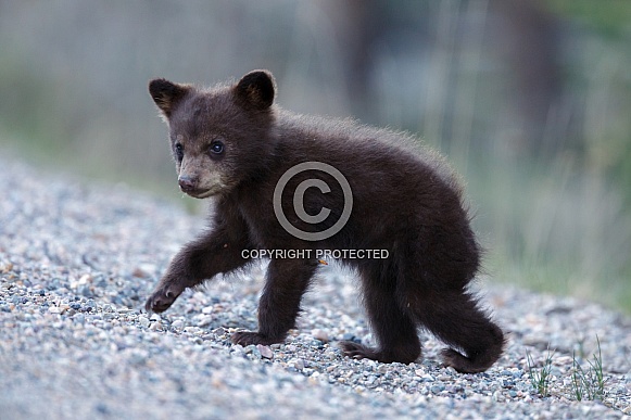 Black Bear and cubs