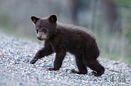 Black Bear and cubs