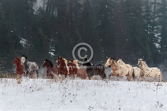 Horse-Saddle Horse