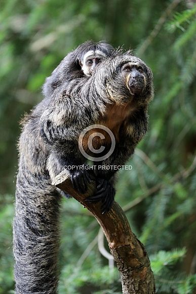 White-faced saki (Pithecia Pihecia) White-faced saki (Pithecia Pihecia)