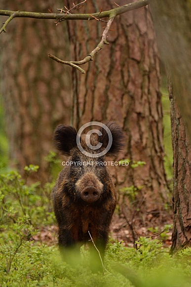 Wild boar