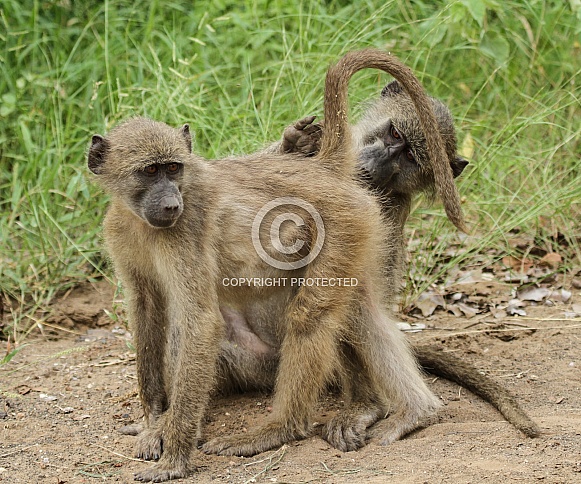 Chacma Baboon Chacma Baboon
