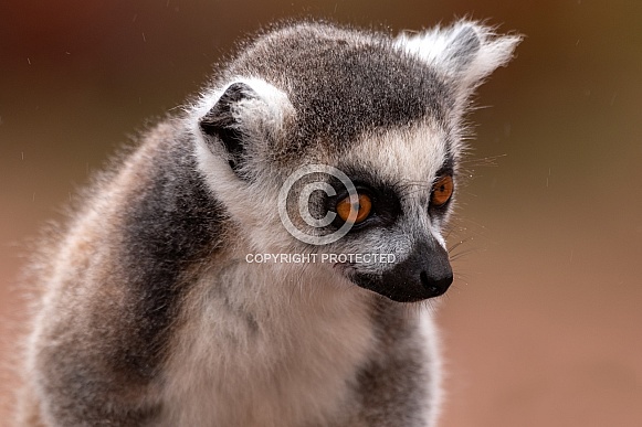 Young Ring Tailed Lemur Close Up Looking Down Young Ring Tailed Lemur Close Up Looking Down