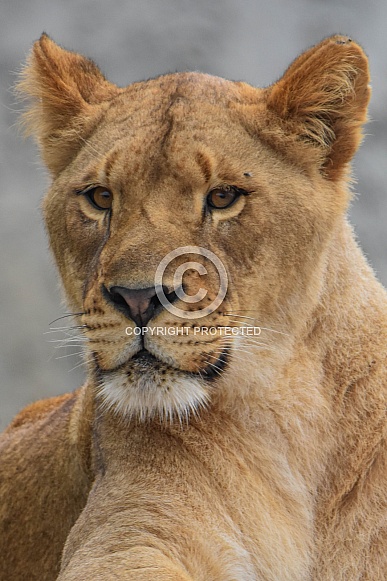 African Lioness African Lioness