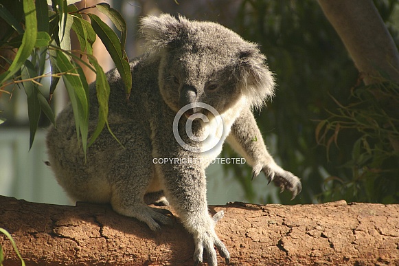 Koala walking Koala walking