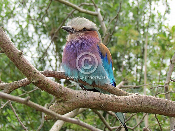 Lilac Breasted Roller