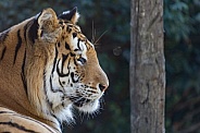 Siberian/Amur Tiger