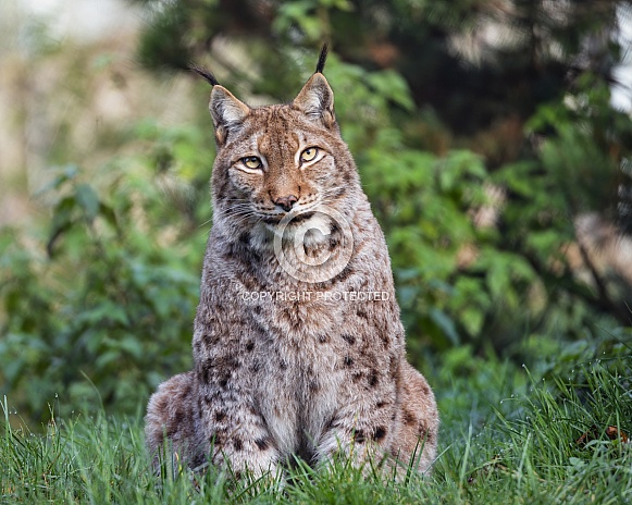 Lynx posing