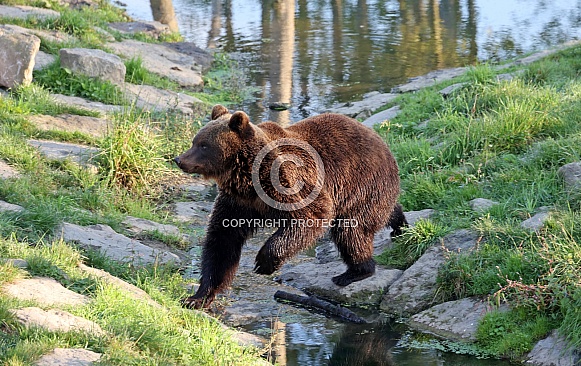brown Bear