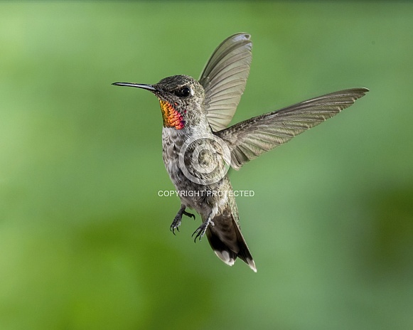 Male Anna's Hummingbird in Flight