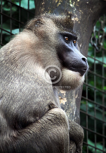 Drill Monkey Drill Monkey