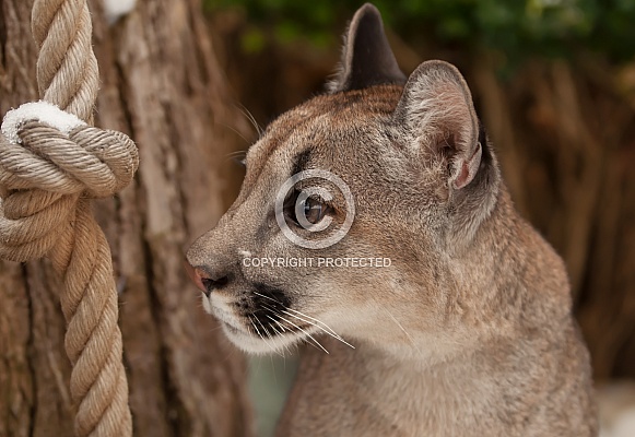 Mountain Lion