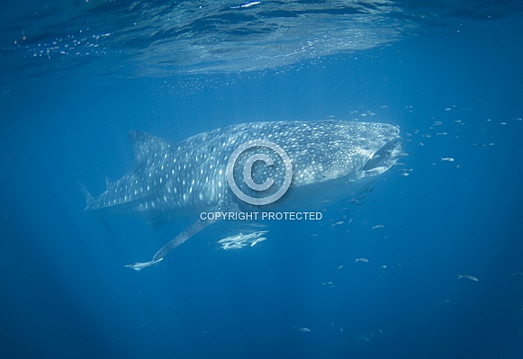 Whale Shark Whale Shark