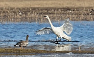 Trumpeter Swan Landing in Alaska