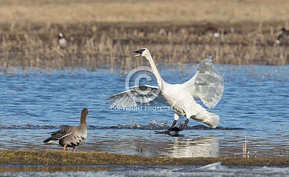 Trumpeter Swan Landing in Alaska