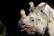 Indian Rhinoceros (Greater One-Horned Rhinoceros)