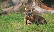 Tiger Cub