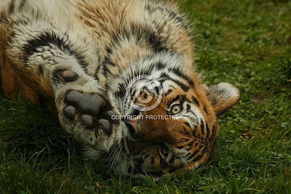 Amur Tiger Rolling On Back Reaching Towards Camera