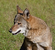 Red Wolf