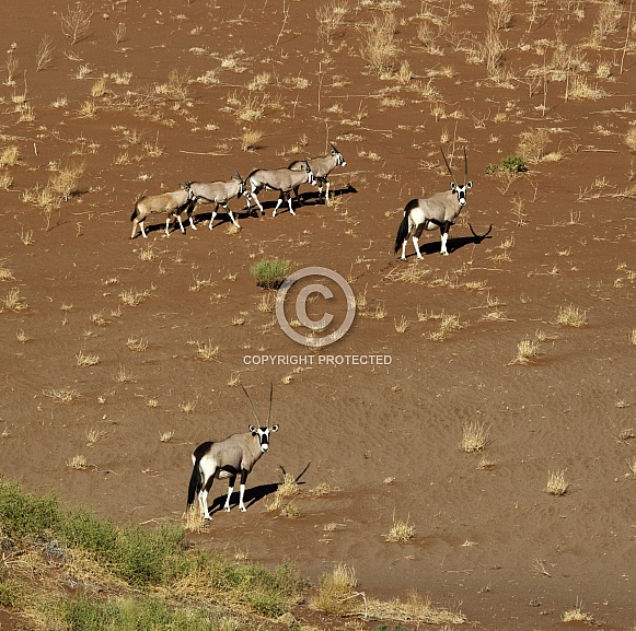 Gemsbok (Oryx) - Namib Desert - Namibia
