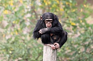 Chimpanzee (Pan troglodytes)