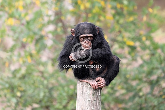 Chimpanzee (Pan troglodytes)